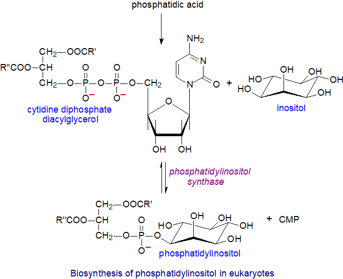 Biosynthesis of phosphatidylinositol in eukaryotes