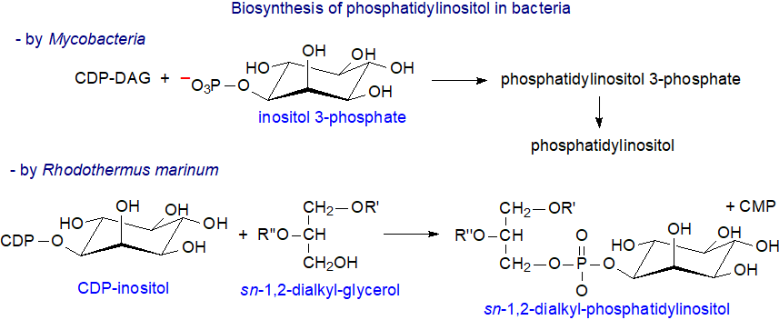 Biosynthesis of phosphatidylinositol in Mycobacteria and Rhodothermus marinum
