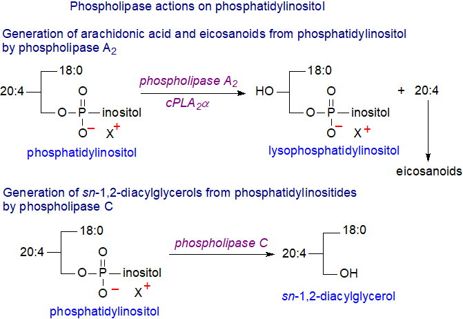 Actions of phospholipase A2 and C