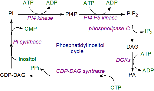 The phosphatidylinositol cycle