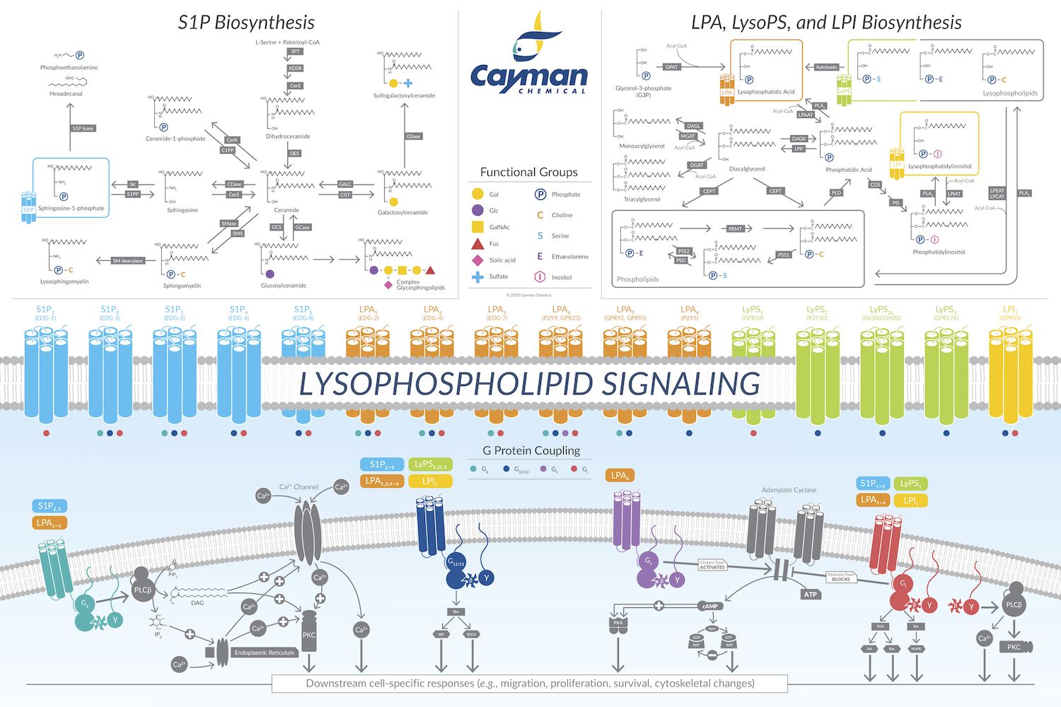 Lysophospholipid_Signaling