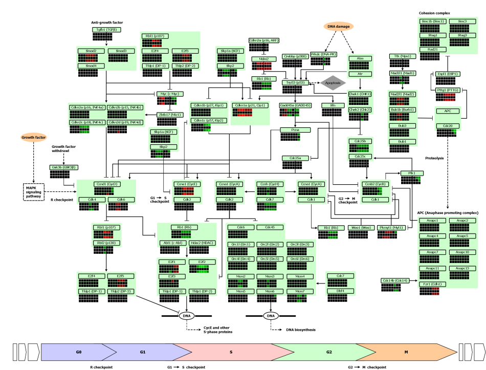 LIPID MAPS Lipidomics Gateway - CellCycleDataMappedForTGEMCompactinT8 950 