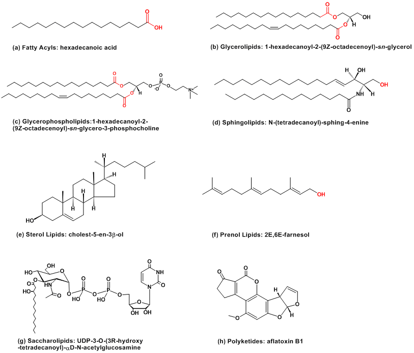 Lipid Maps Lipidomics Gateway