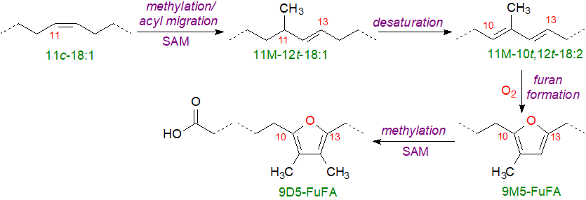 Figure 7. Biosynthesis of furanoid fatty acids in proteobacteria Biosynthesis of furanoid fatty acids in proteobacteria