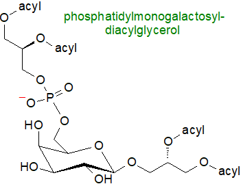 phosphatidylmonogalactosyldiacylglycerol