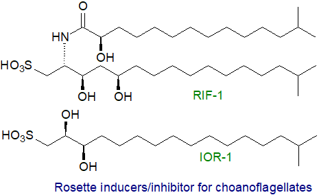 Figure 9. Inducer/inhibitors of rosette formation in Choanoflagellates Inducer/inhibitors of rosette formation in Choanoflagellates