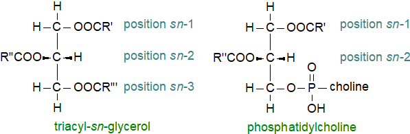 Stereospecific distributions of fatty acids in glycerolipids