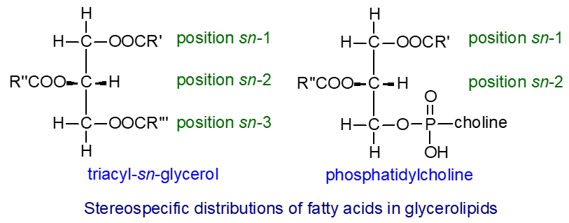 Stereospecific distributions of fatty acids in glycerolipids