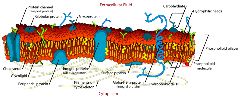 A cellular membrane