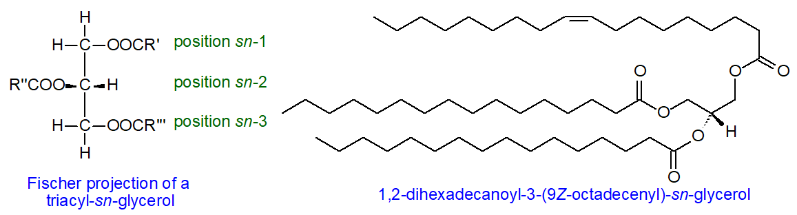 Formulae of triacyl-sn-glycerols
