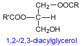 Formula of a 1,2-/2,3-diacylglycerol