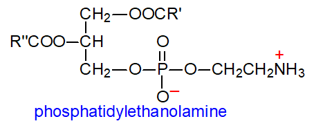 Formula of phosphatidylethanolamine