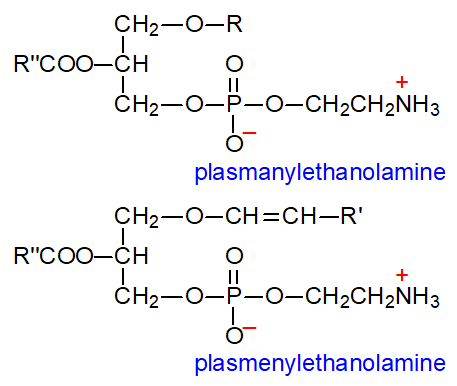 Formulae of plasmanyl- and plamenylethanolamine