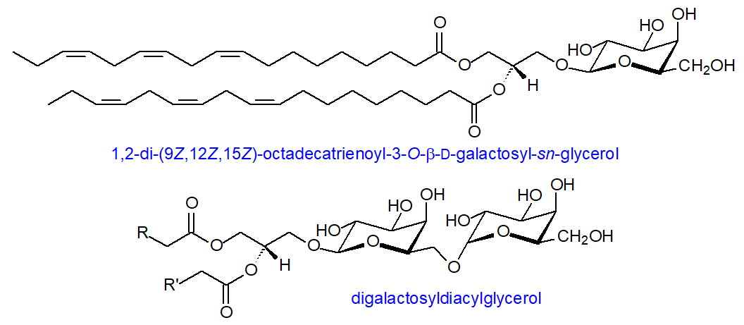 Formulae of mono- and digalactosyldiacylglycerols