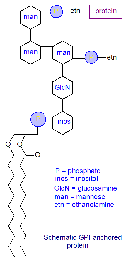 General formula for a GPI-anchored protein