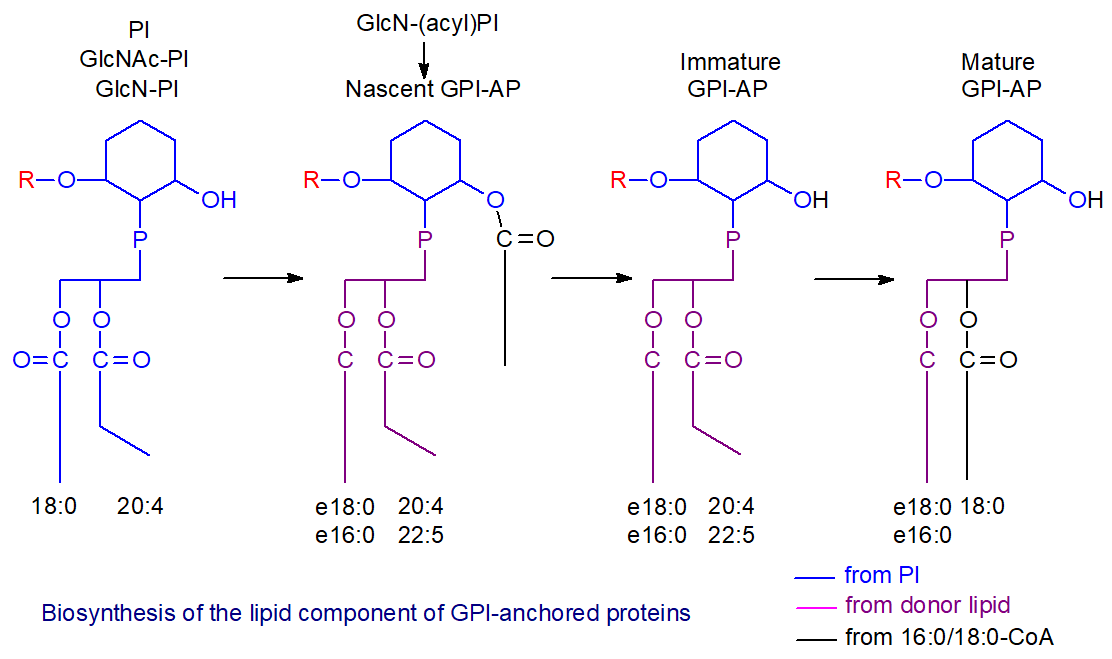 Biosynthesis of GPI-anchored proteins