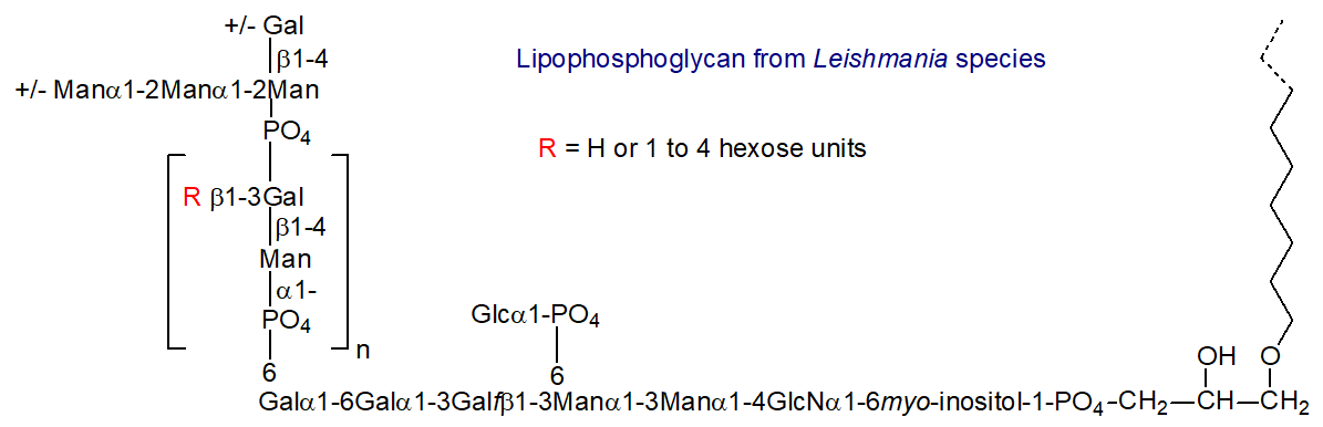 Structure of the lipophosphoglycans from Leishmania species