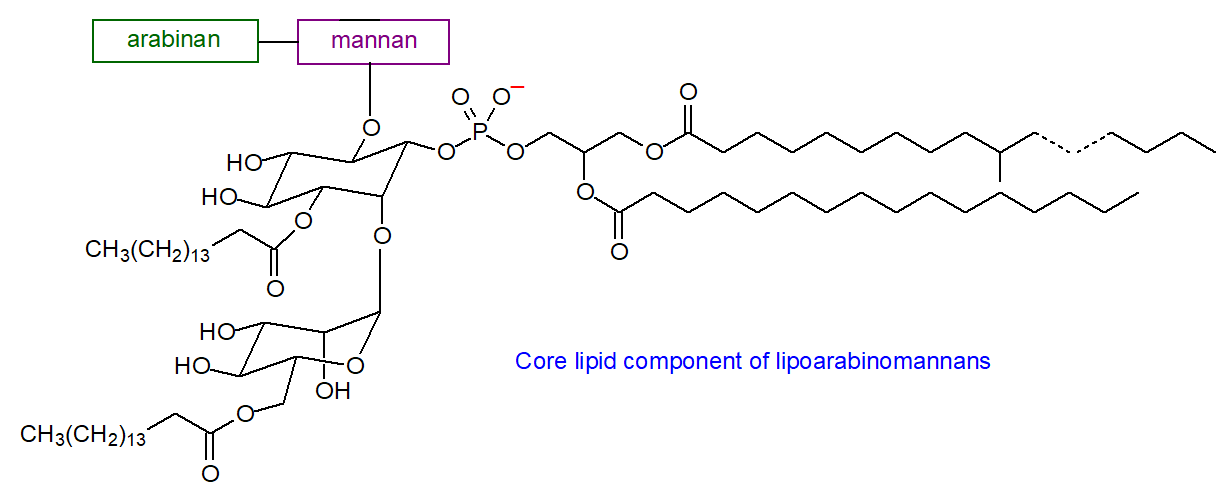 Formula of the core lipid structure of lipoarabinomannans