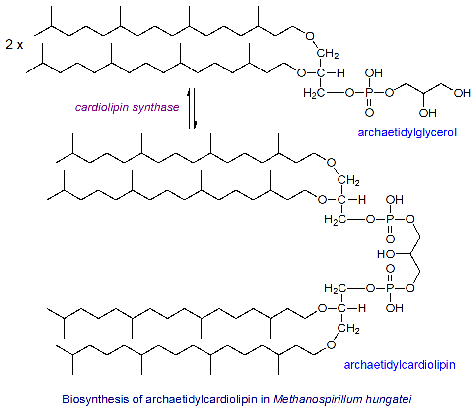 Biosynthesis of archaetidylcardiolipin