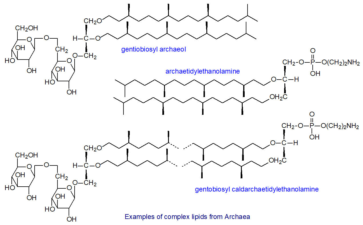 The main lipids in Archaea