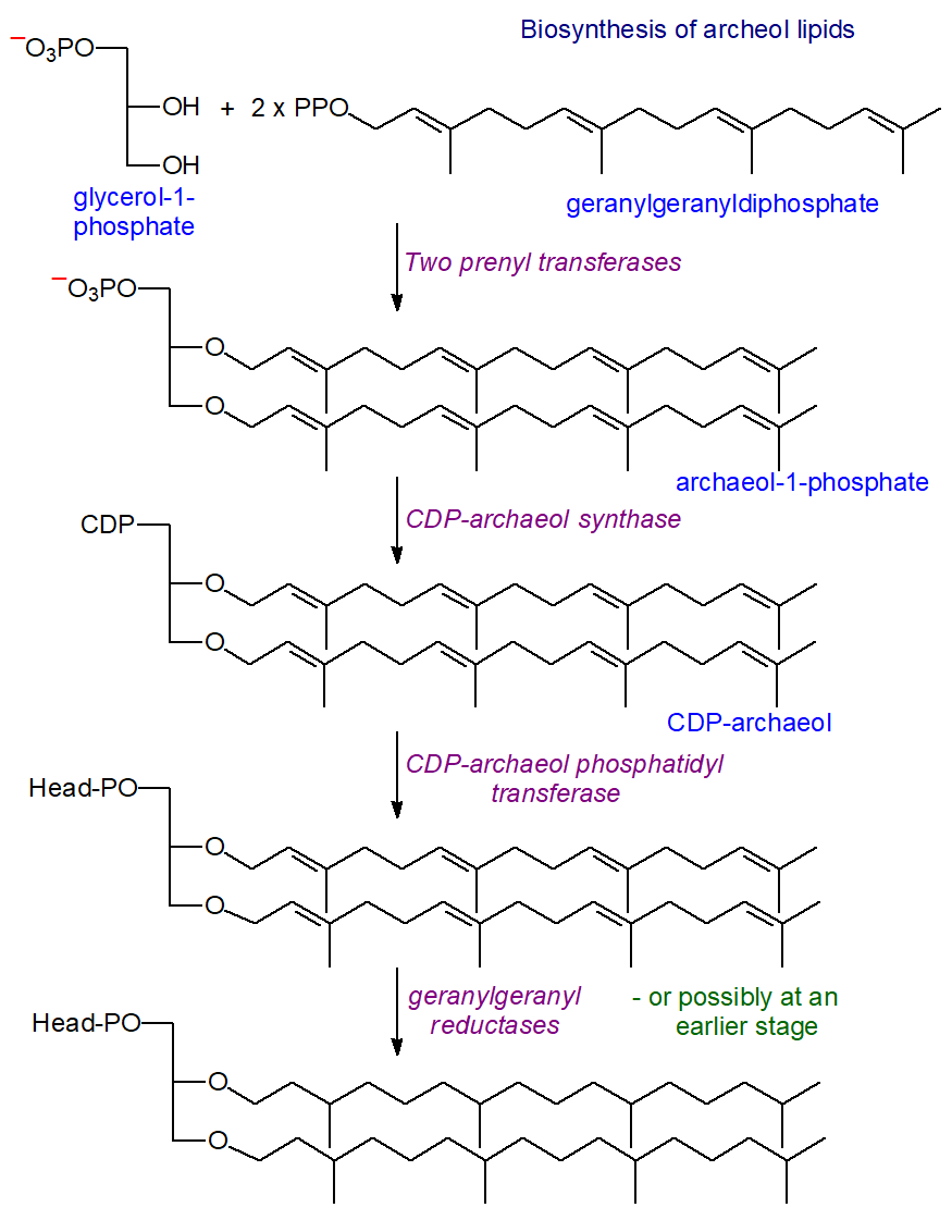 Biosynthesis of archeol lipids