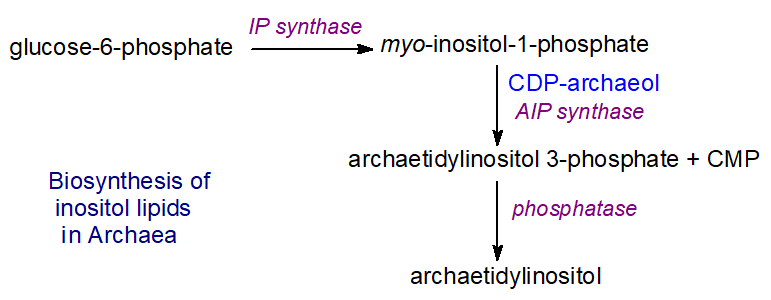 Biosynthesis of archaetidylinositol