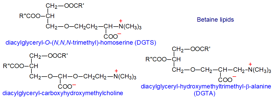 Formulae of the three main betaine lipids