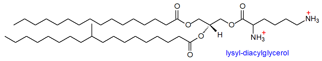 Figure 4. Formula of lysyl-diacylglycerol