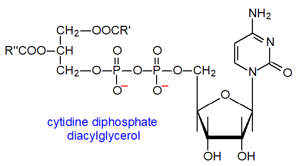 Structural formula of cytidine diphosphate diacylglycerol