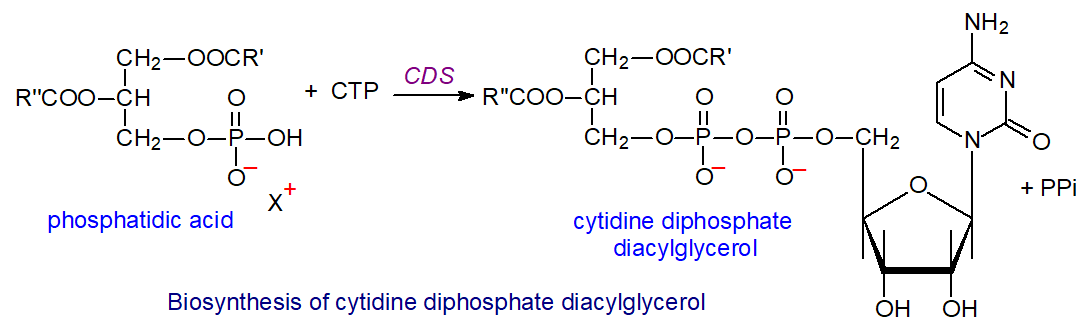 Biosynthesis of cytidine diphosphate diacylglycerol