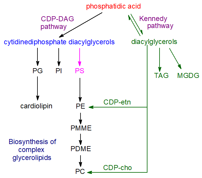 CDP-DG and Kennedy pathways of lipid synthesis