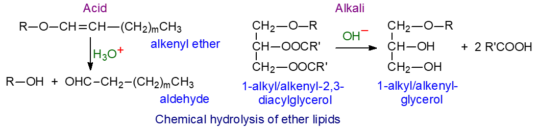 Acidic and basic hydrolysis of ether lipids
