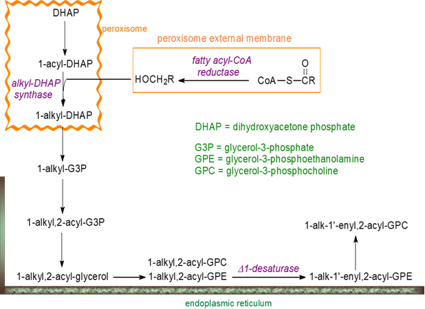 Acidic and basic hydrolysis of ether lipids