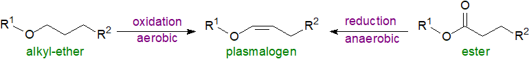 A methoxy alkylglycerol