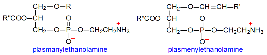 Formulae of plasmanylethanolamine and plasmenylethanolamine