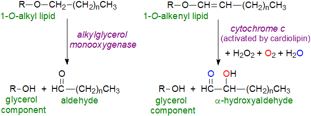 Formulae of plasmanylethanolamine and plasmenylethanolamine