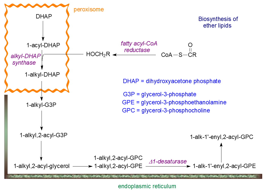 Biosynthesis of ethers and plasmalogens
