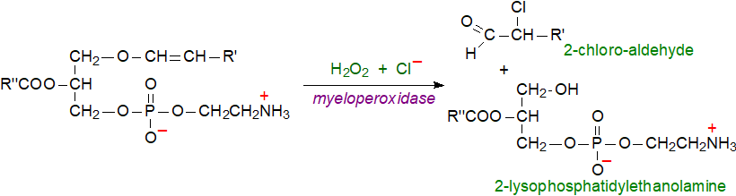 Biosynthesis of ethers and plasmalogens