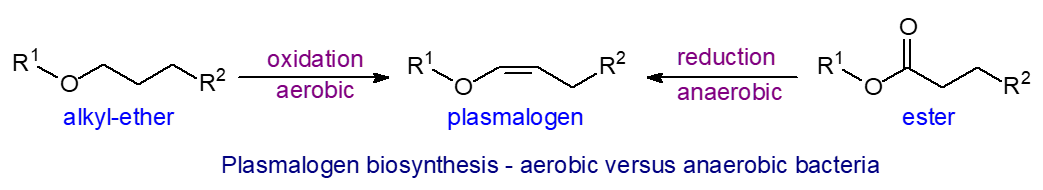 Plasmalogen biosynthesis - aerobic versus anaerobic