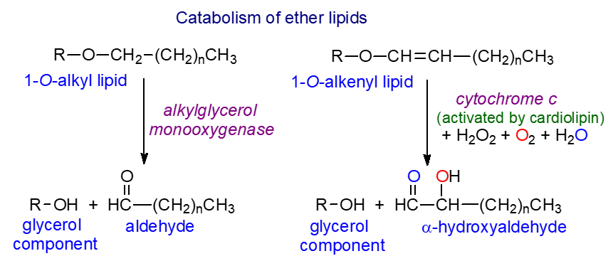 Catabolism of ether lipids