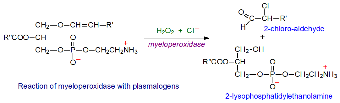 Reaction of plasmalogens with active oxygen species produced by myeloperoxidase