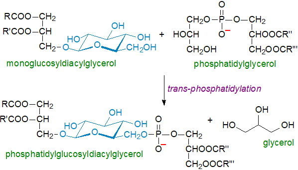 glycophospholipid versus phosphoglycolipid