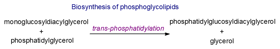 Biosynthesis of phosphatidylglucosyldiacylglycerol