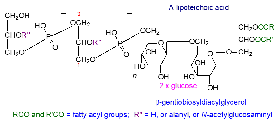 Formula of a lipoteichoic acid