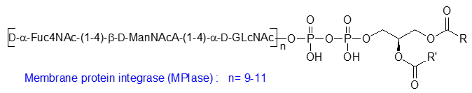 Formula of a bacterial capsular lipopolysaccharide
