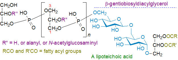 S5: Formula of a lipoteichoic acid Formula of a lipoteichoic acid