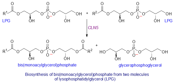 Biosynthesis scheme for bis(monacylglycero)phosphate