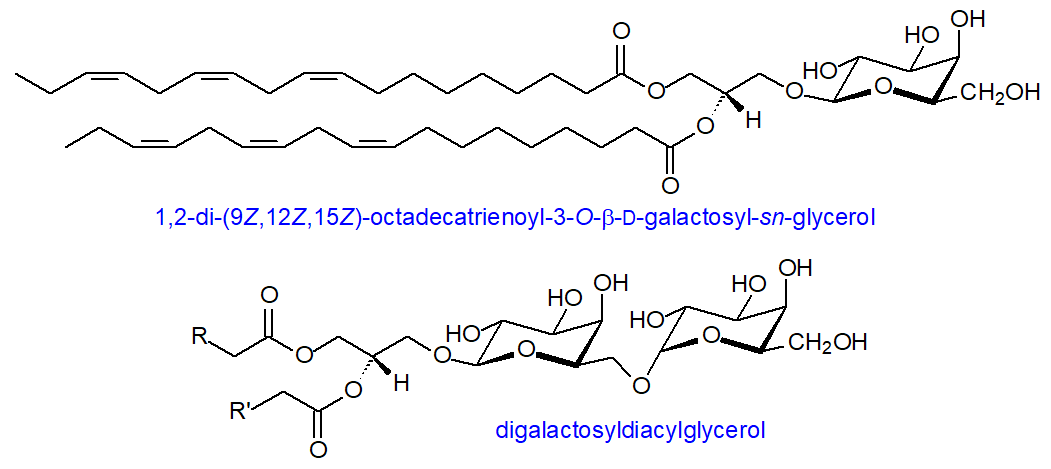 Structural formulae for mono- and digalactosyldiacylglycerols