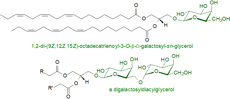 Structural formulae for mono- and digalactosyldiacylglycerols