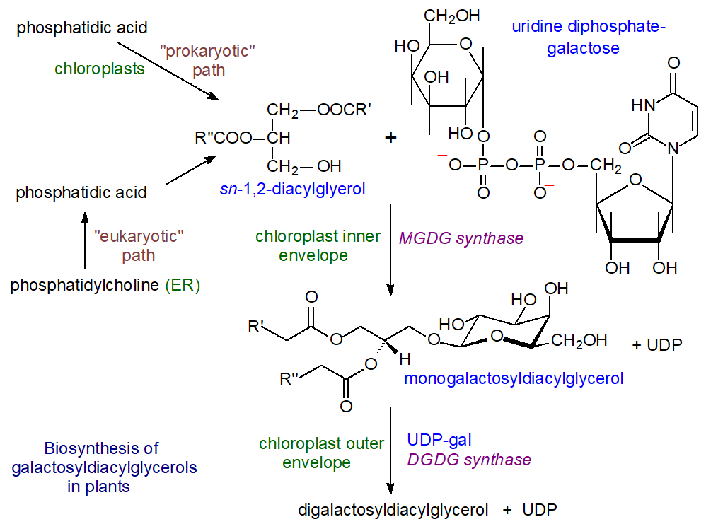 Biosynthesis of monogalactosyldiacylglycerols